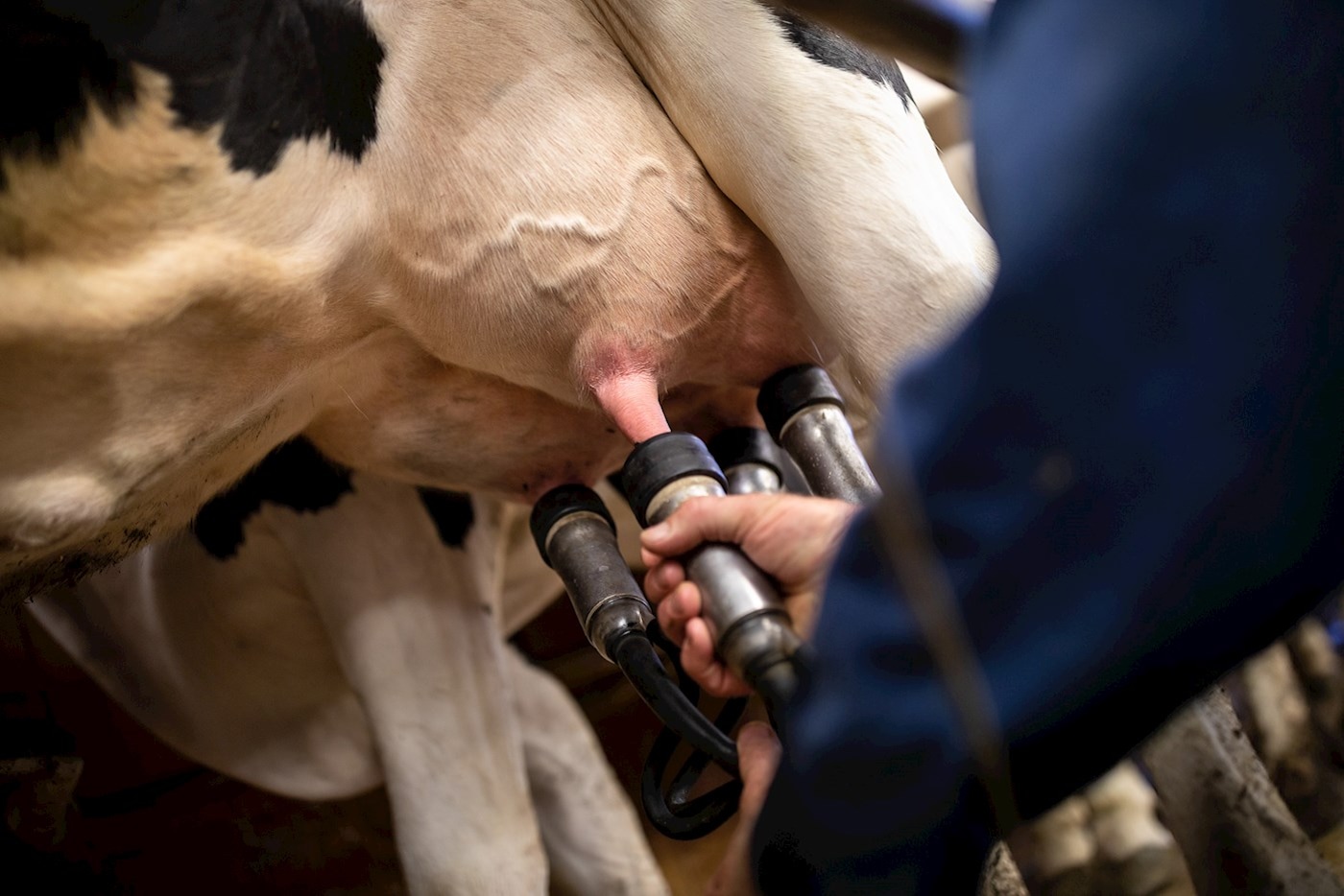 Een koe wordt machinaal gemolken op de zuivelboerderij van Baliehof