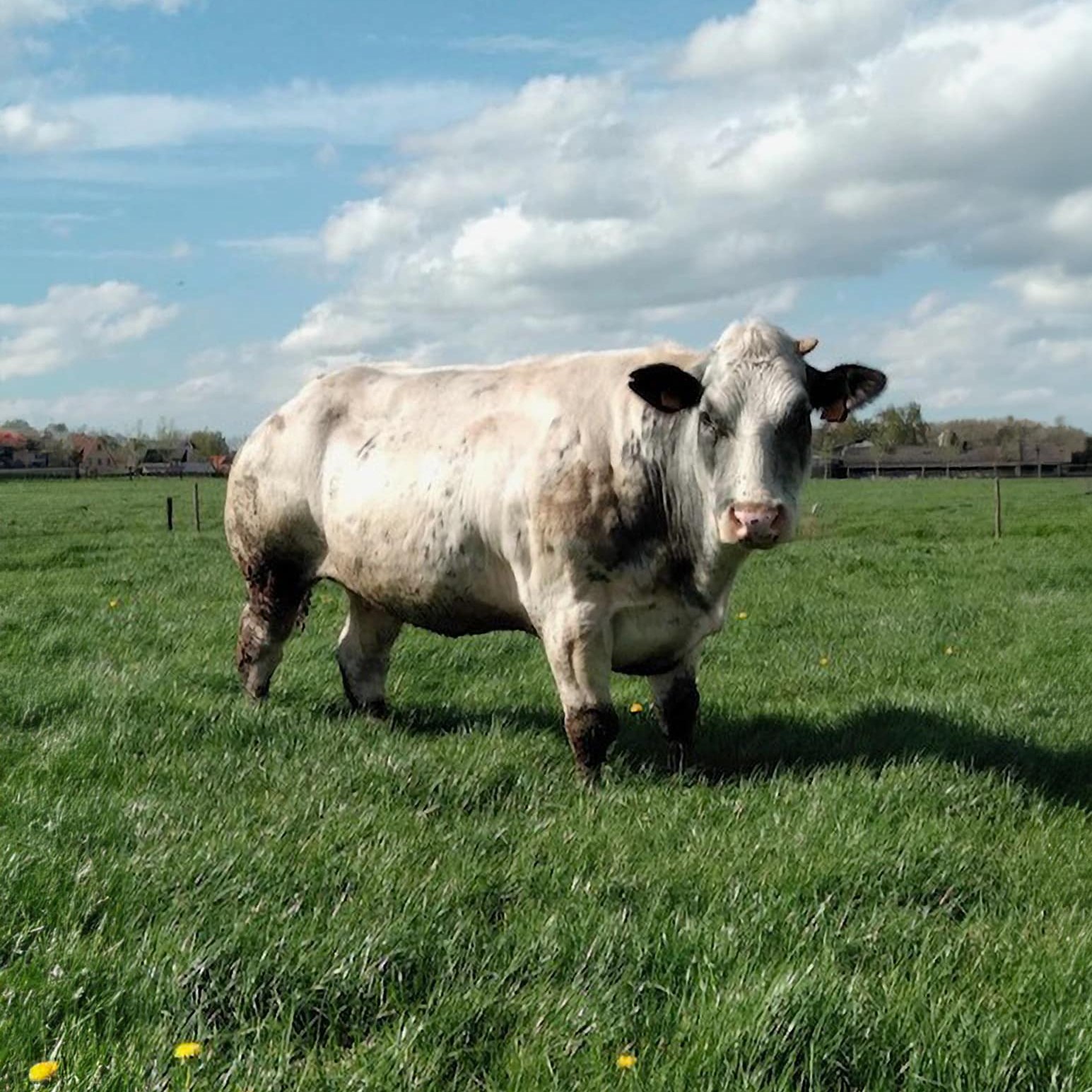 Een rund in de weide bij Hoeveslagerij Eveline