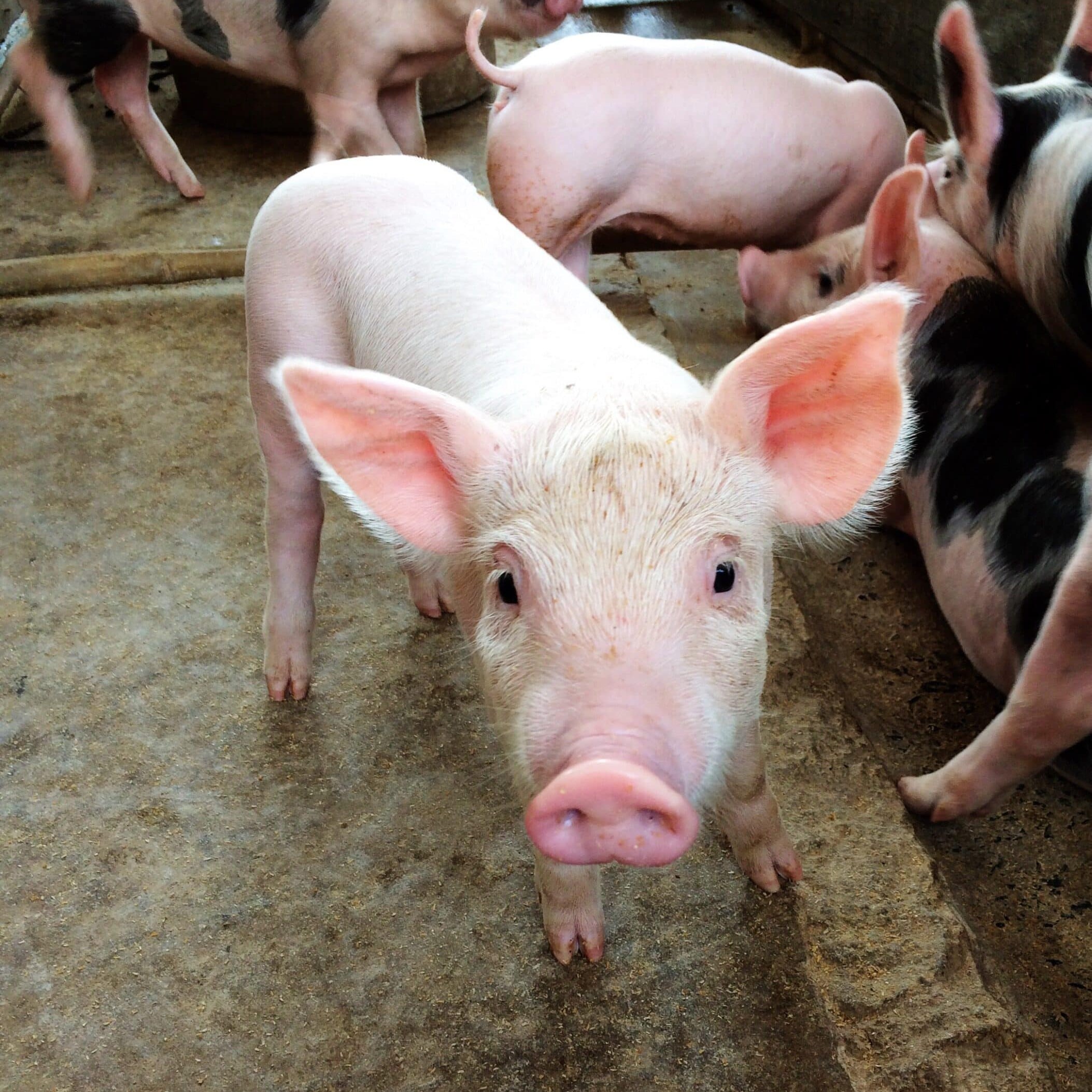 Varkens op de hoeve van Hoeveslagerij Eveline