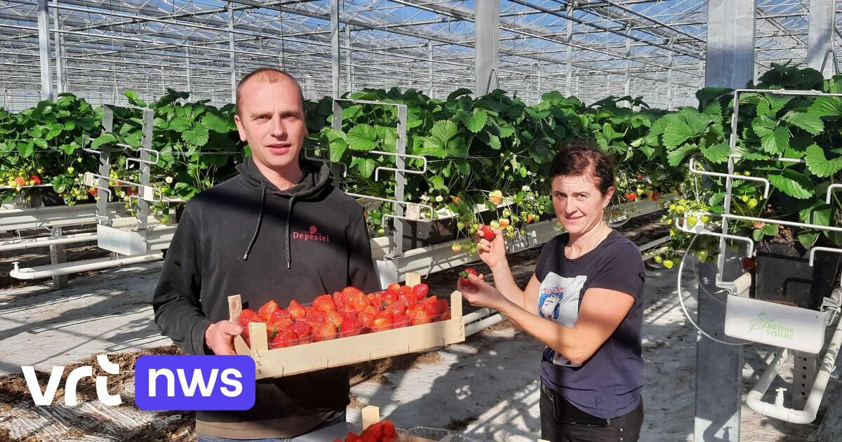 Het ambacht achter Aardbeien Depestel
