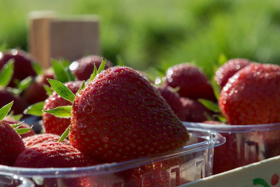 Een blik achter de schermen bij Aardbeien Depestel