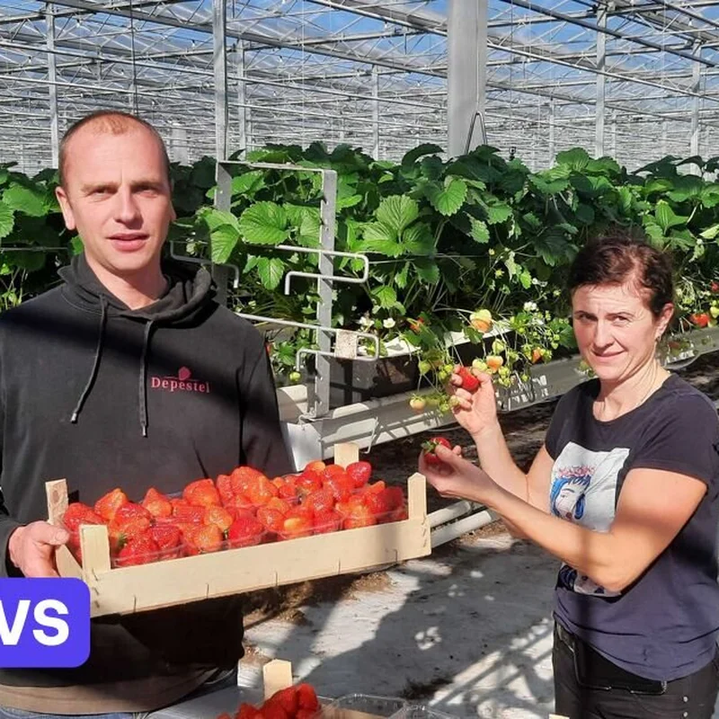 Het ambacht achter Aardbeien Depestel
